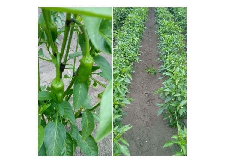 Pimientos de Herbón aire libre